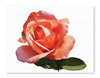 zCards_Rose_[Converted]